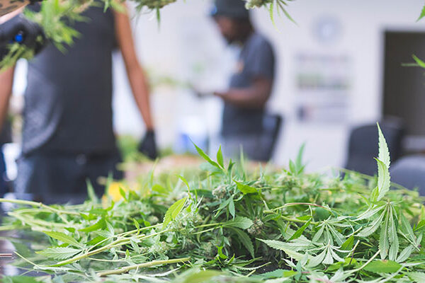Cannabis plants being pruned in a grow facility