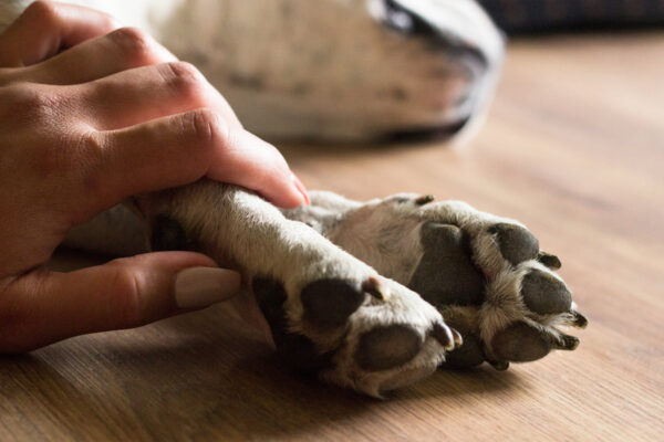 Dog paw being held by a hand