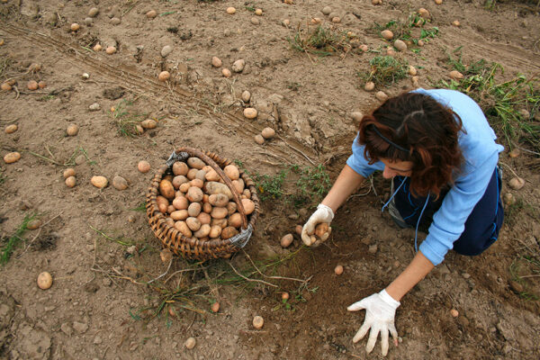 Potato Harvesting and girl