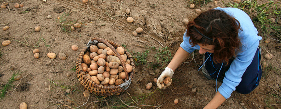 土豆收获和女孩
