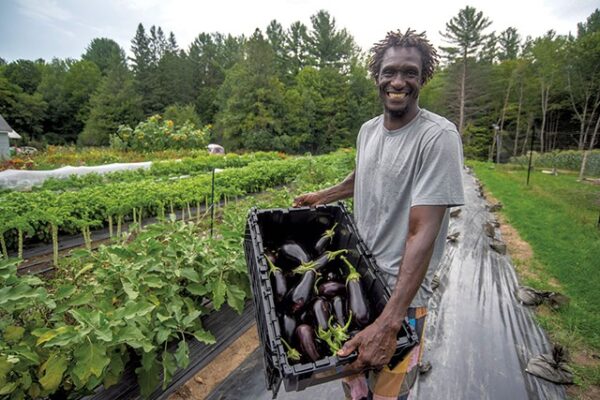 Abdoulaye Niane在Khelcom农场收获茄子