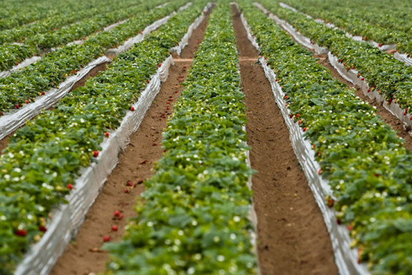 Rows of planted greens on a farm