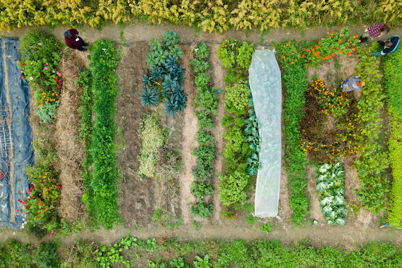 Overhead view of a farm with rows of plantings